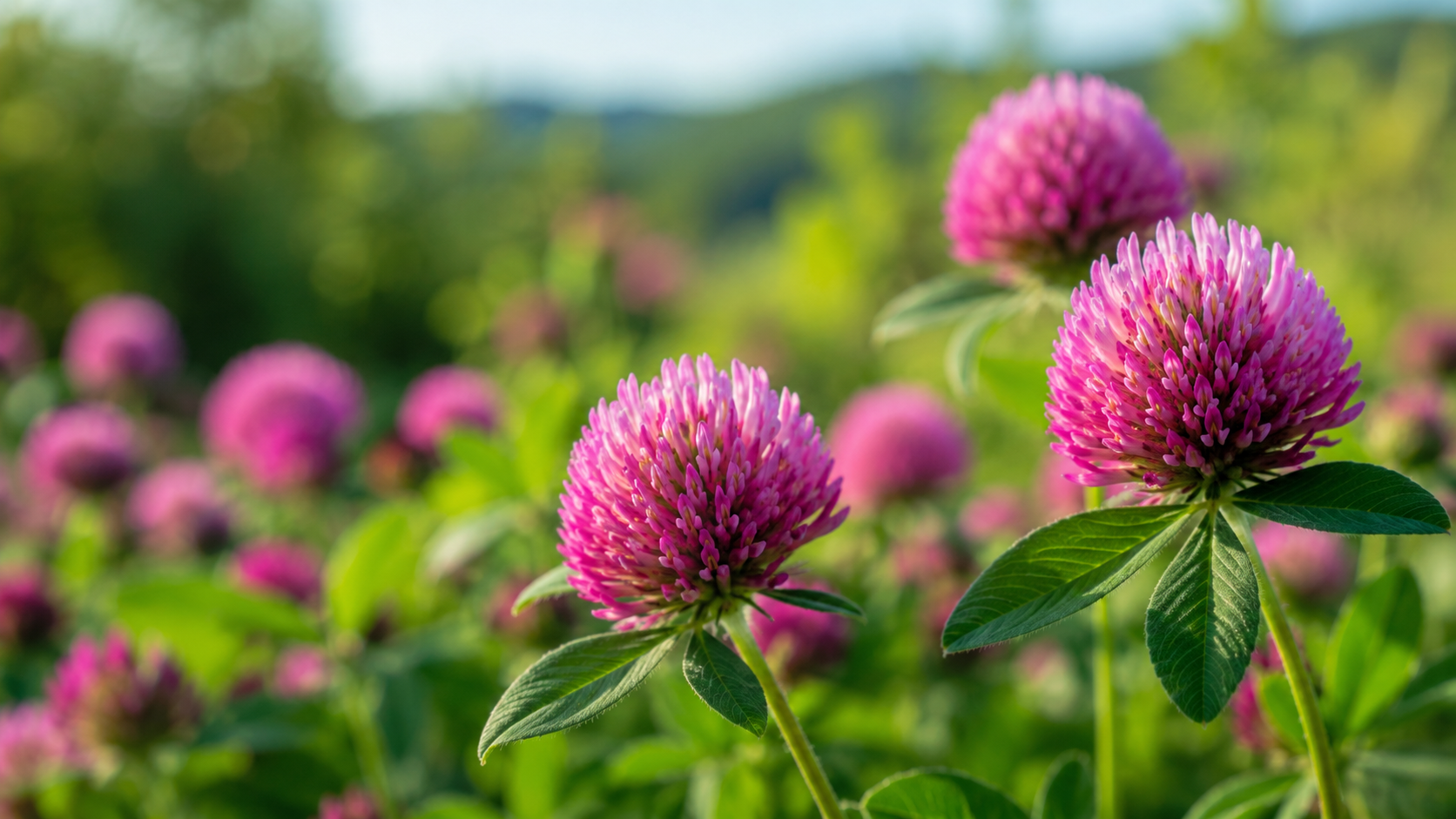 Red Clover